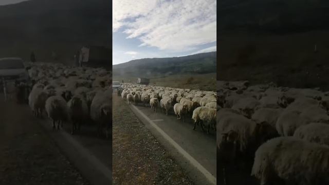 Труд пастуха(чабан) бесценно! Он пасет овец под открытым небом под дождь,?️и в палящее?поддержи?