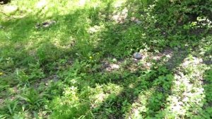 Как найти золото. Где можно искать (Рассказываю)