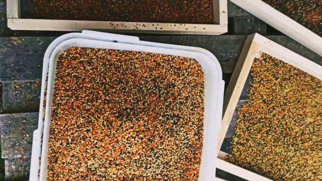 Пыльца: в чем польза и как ее употреблять