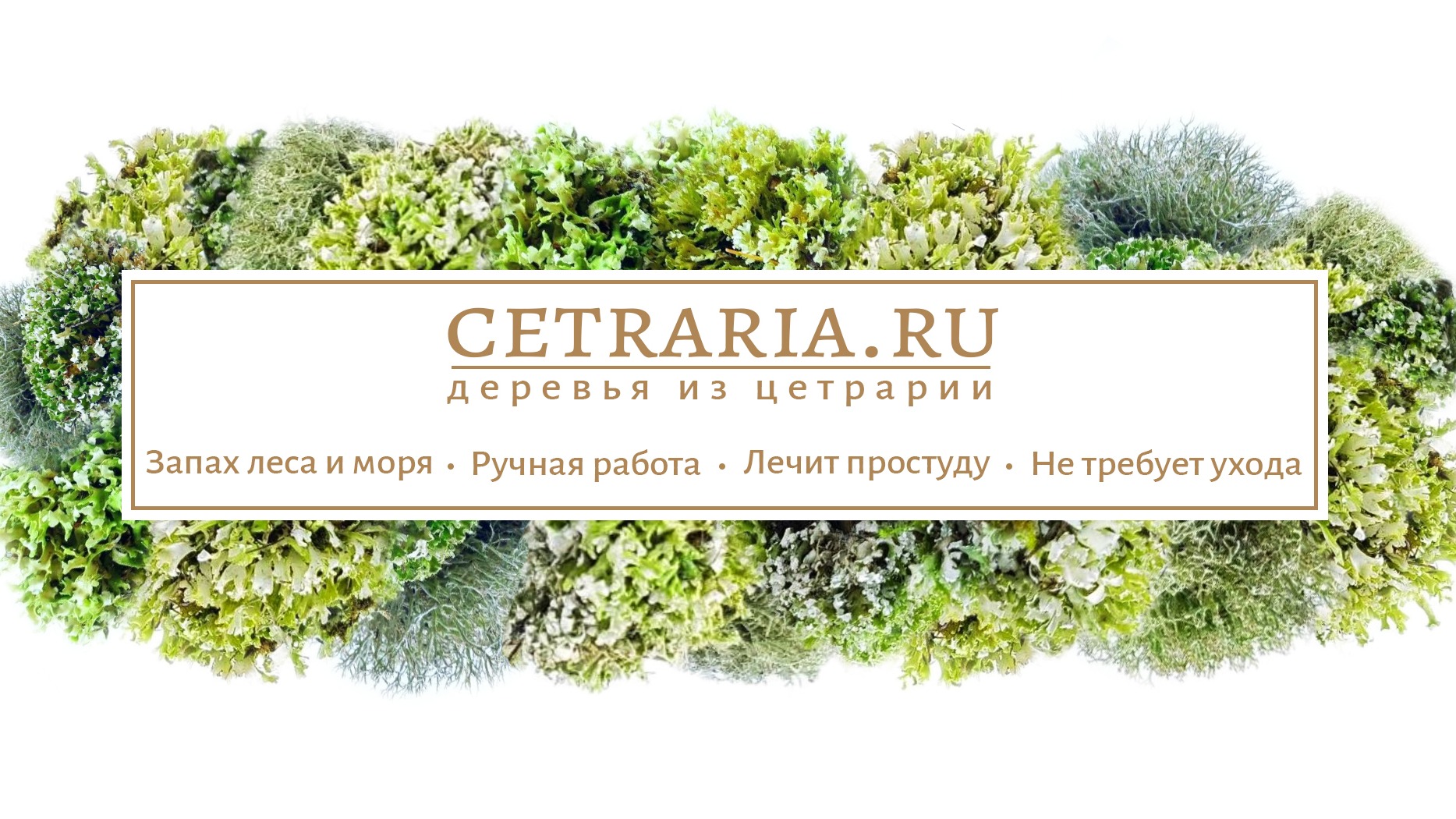 Деревья и композиции из цетрарии  - отзыв дорогой покупательницы!