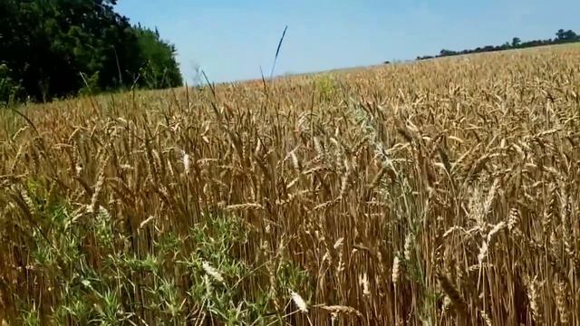 САМВЕЛ АДАМЯН ХОТЕЛ RА3ДЕТЬ ВОЕNNОГО. САМ СЕБЕ ЗАКАЗАЛ ГЕРБАРИЙ ОТ ТАНЯ ТАЛЛИН смотреть онлайн