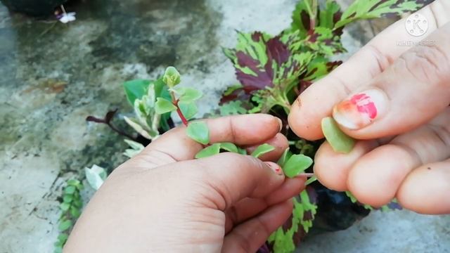 How to Grow Soft Wood/Permanent/Succulent/ShowPlant/Indoor plant/Hangings plants Cuttings in monsoo