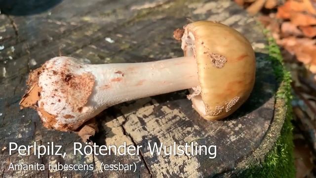 Pilze im Juni | 28.06.2019 | Sommersteinpilze, Fransiger Wulstling, Pfeffermilchling смотреть онлайн