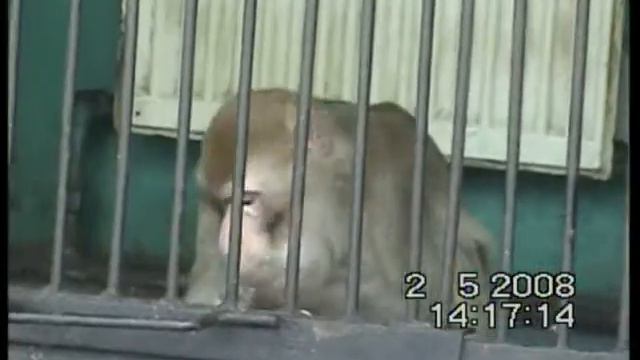 Зоопарк в Волгограде-2008 год смотреть онлайн