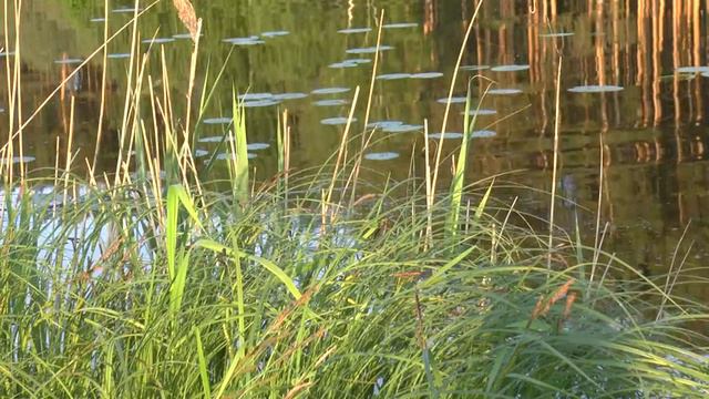 Отдых на реке Шача - 1 июня 2016 смотреть онлайн