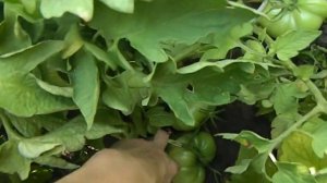 Томат Маэстро F1.