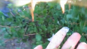 Павел сладкий желтый крыжовник