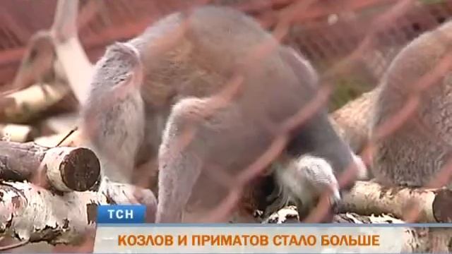 В пермском зоопарке родились винторогие козлята и кошачьи лемуры смотреть онлайн