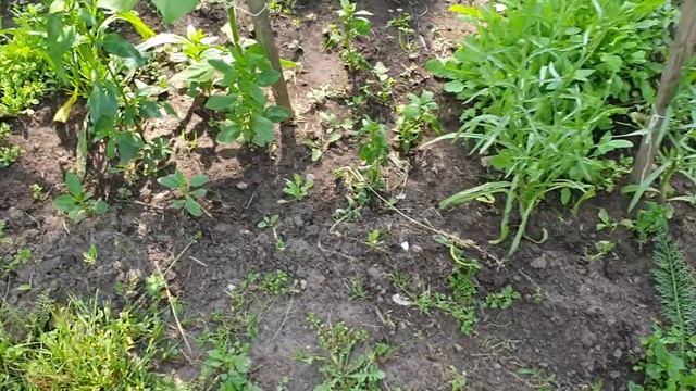 #СадОгород, Приехали к бабушки в гости, Смотрим ее клумбы и цветы