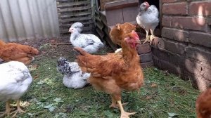 Наши цыплята. 1,5 месяца.