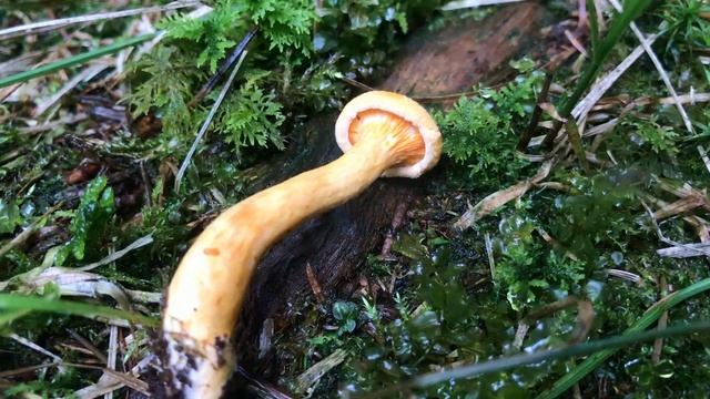 Falscher Pfifferling, Hygrophoropsis aurantiaca | Vergleich mit einem "echten Pfifferling" смотреть онлайн