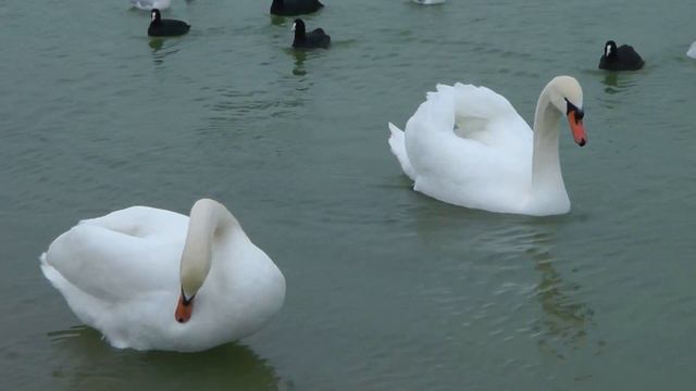 Лебеди на озере смотреть онлайн