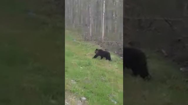 Медведь в Усинске смотреть онлайн