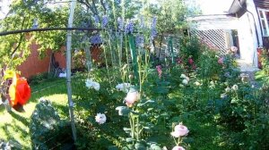 Розы: мускусные гибриды, флорибунды, шрабы.