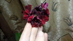 Плющелистная пеларгония PAC Tomcat (Том кэт)