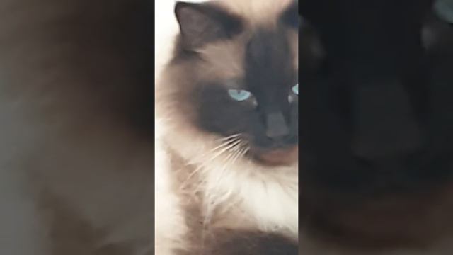 Ласка кот