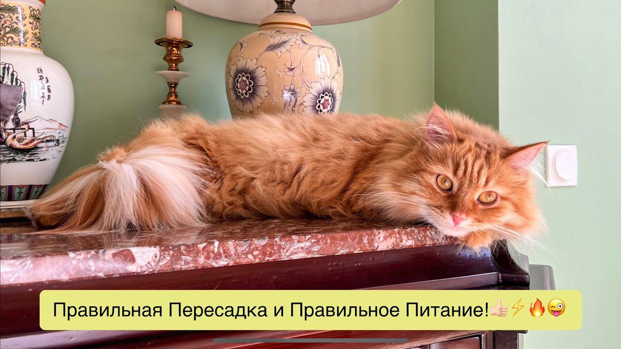 Пересадка двух голландских орхидей после магазинного цветения и ответ на вопрос…♀️