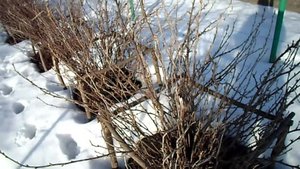 САМЫЙ ПРОСТОЙ,ЭКОЛОГИЧЕСКИ ЧИСТЫЙ И ДОСТУПНЫЙ МЕТОД ОБРАБОТКИ СМОРОДИНЫ ВЕСНОЙ.