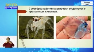 9-класс | Биология | Приспособления организмов к условиям обитания как результат эволюции