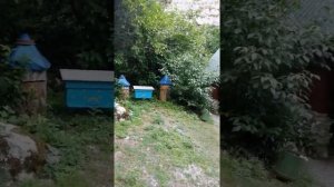 Пчеловодство в Абхазии.