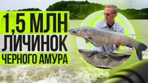 Личинки ЧЕРНОГО  АМУРА Зарыбление КУЖОРА