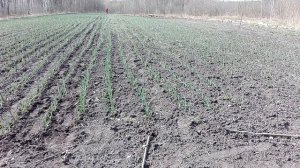 Ручной прапольник для междуряди ! Супер Быстрая праполка Чеснока .