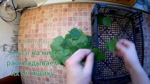Заготовка листьев березы. Сушим и размельчаем в блендере листья до состояния порошка. Береза на зим