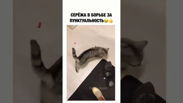 #кот #кит #животные #домашниеживотные