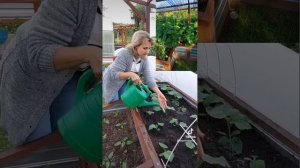 Лучшая подкормка для огурцов. Для роста огурцов. Огурцы скажут вам спасибо @galabum
