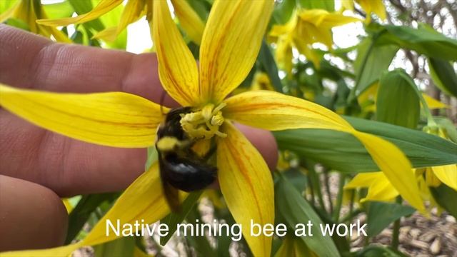 Bellwort Uvularia grandiflora Perennial Native Flower - An early favorite for native bees смотреть онлайн