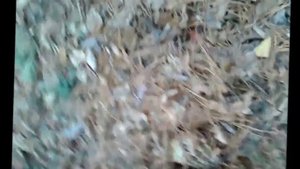 Сбор кедровой шишки. Приморский край. Мои гаффы(когти).