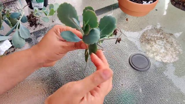 Trasplantando Echeveria purpusurum смотреть онлайн