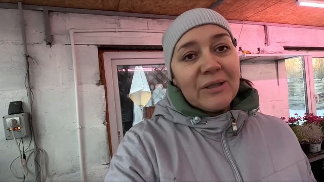 ? Суета флориста |  Тюльпаны в горшках на выгонку | Сборка букетов