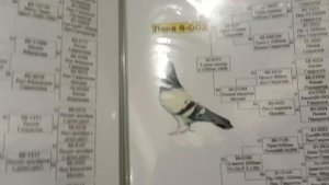 Мелитопольские голуби. Есть о чём поговорить... ч.2