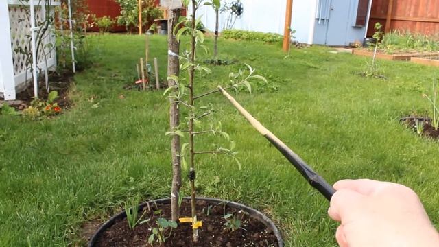 Яблоня Williams' Pride Начало формировки веретено 2018 смотреть онлайн