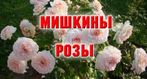 1.12.2021. Заказ роз в ЛПХ Мишкины розы.mp4