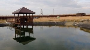 Наш пруд- ноябрь 2023 года