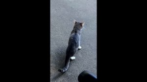 Кот на трёх лапах. Кот-инвалид