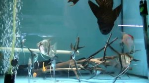 Разведение Скалярий по новой методике.