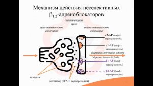 5.7. Бета-адреноблокаторы