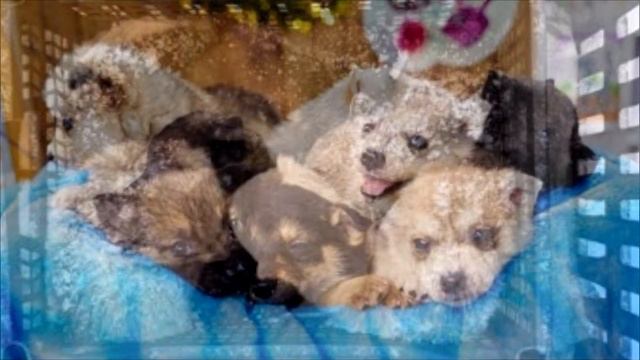 Собаку привязали к столбу, а рядом бросили корзину с щенятами. До слез!