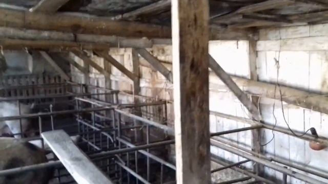 Поднимаю крышу в свинарнике над свиноматками. Свиноматка Танька пришла в охоту. смотреть онлайн