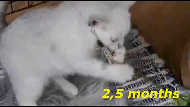 How did it all start. Как растёт котёнок от 0 до 4,5 месяцев смотреть онлайн