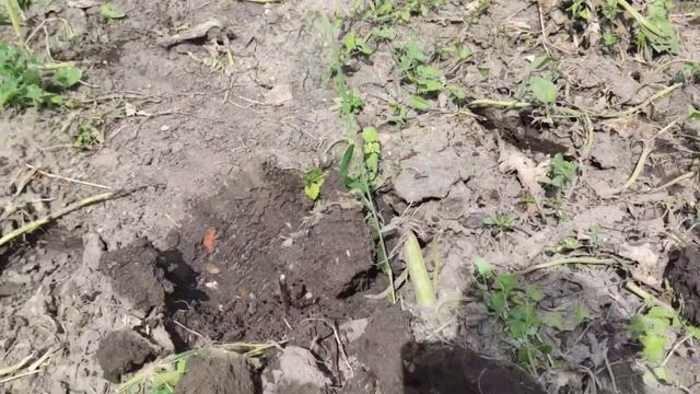 Коп монет и кладов летом,в поисках старины,поиск монет,поиск монет с металлоискателем Equinox 800