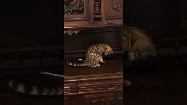 Бенгальские котята. Готовы к переезду. Игры котят. Бенгалы дома. О бенгальской породе
