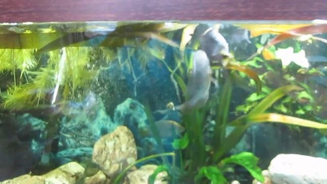 Хаплохромис ливингстона. Нерест цихлид в общем аквариуме. смотреть онлайн