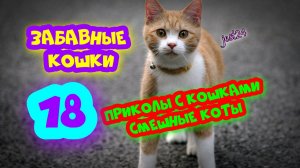 Забавные кошки / Приколы с кошками / Смешные коты #18