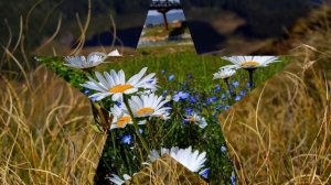 Наша планета "Поля,луга"