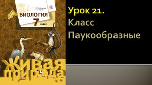 Урок 21. Класс Паукообразные