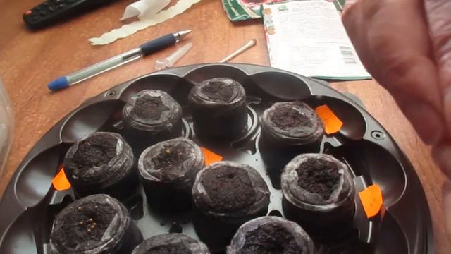 Посадка махровой петуньи в торфяные таблетки #садовыерастения #махроваяпетуньи #сад #петунья